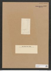 Diatomeae indet. Zeichnungen Sammlung Grunow Nr. 4408 (NHMW-BOT-W0372572)